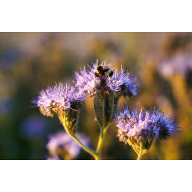 Skånefrö Viltmästarens Bi-dragande 340246 Blomfrø 1 kg