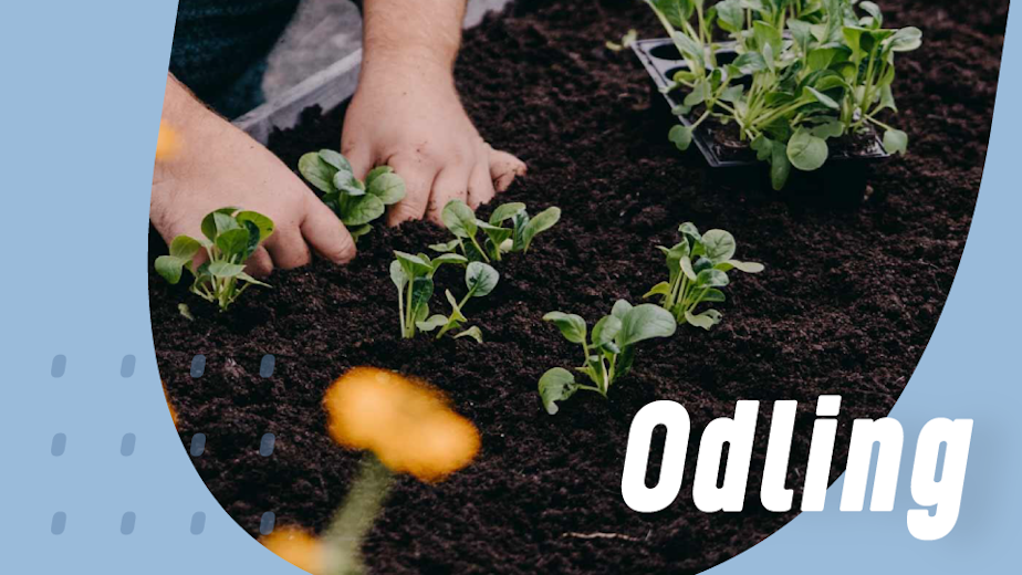 https://www.proffsmagasinet.se/tradgard-odling