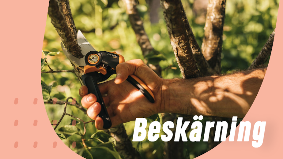https://www.proffsmagasinet.se/tradgard-beskarning