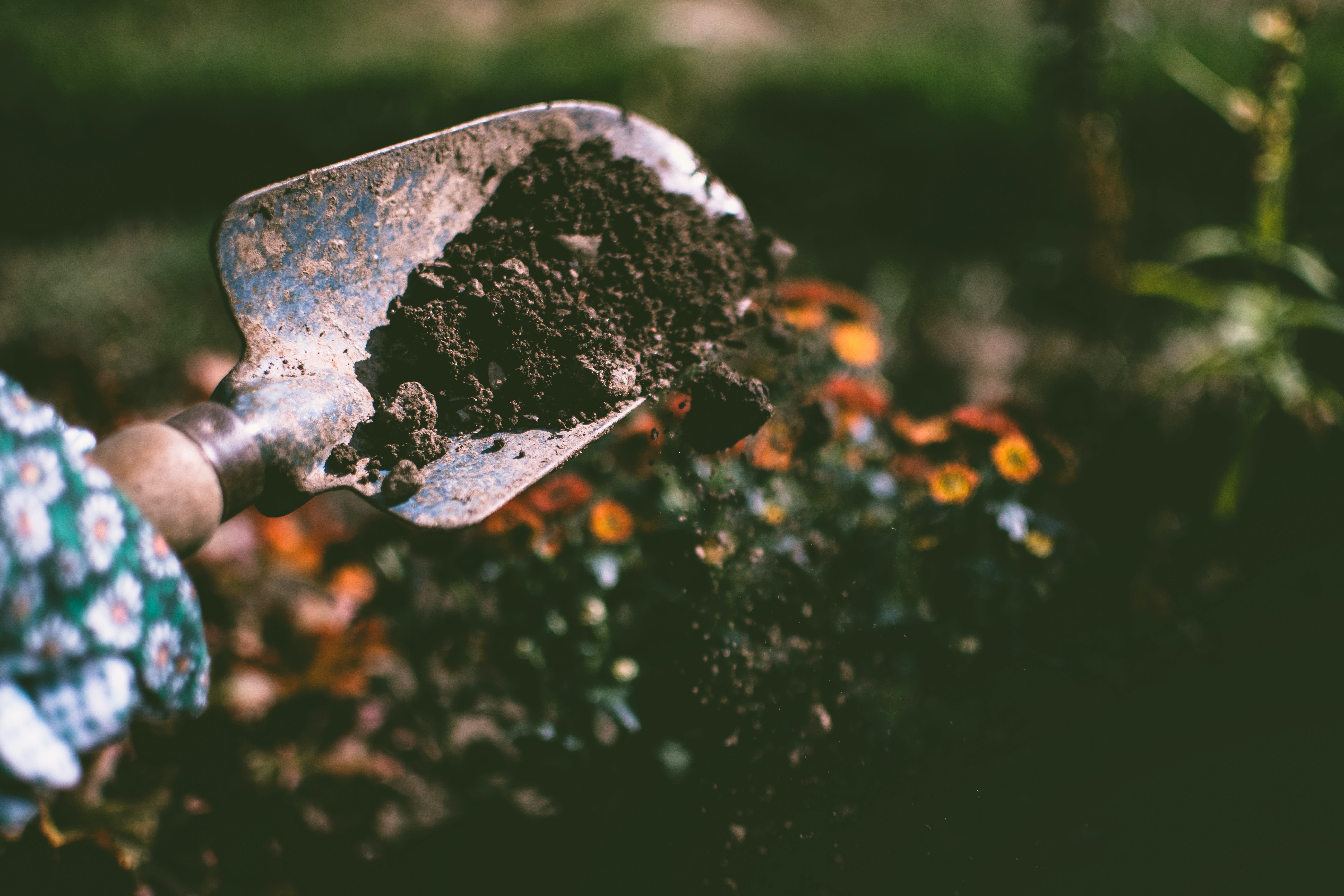 Guide: Plantering - välj rätt tidpunkt för bästa resultat
